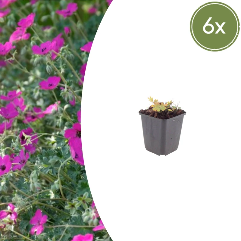 6x Blut-Storchschnabel 'Max Frei' kaufen – Geranium sanguineum | Höhe 10–25 cm