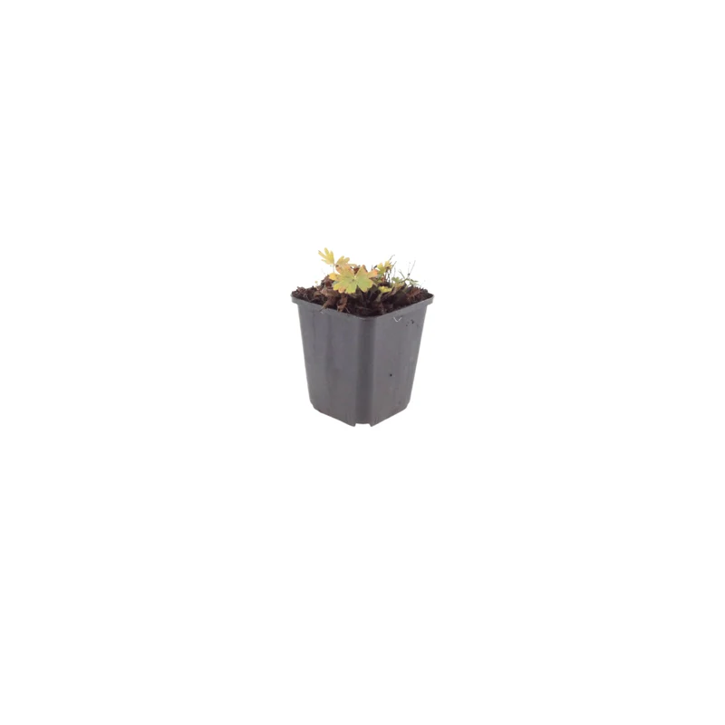 6x Blut-Storchschnabel 'Max Frei' kaufen – Geranium sanguineum | Höhe 10–25 cm