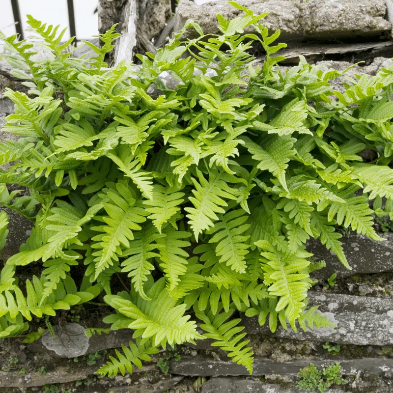 6x Tüpfelfarn kaufen – Polypodium vulgare - Höhe 10-25 cm - Ø 9 cm
