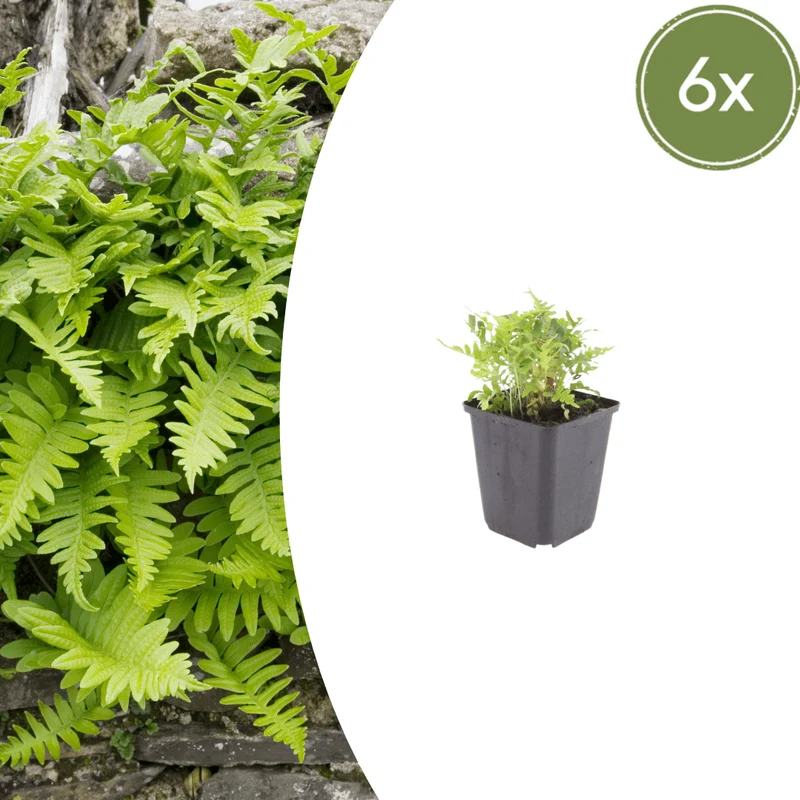 6x Tüpfelfarn kaufen – Polypodium vulgare - Höhe 10-25 cm - Ø 9 cm