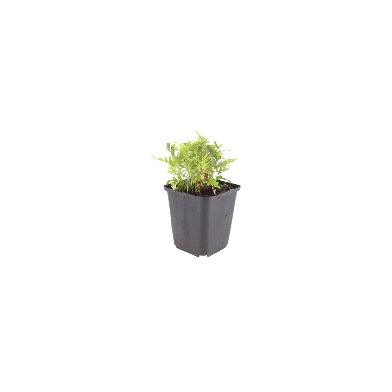 6x Tüpfelfarn kaufen – Polypodium vulgare - Höhe 10-25 cm - Ø 9 cm