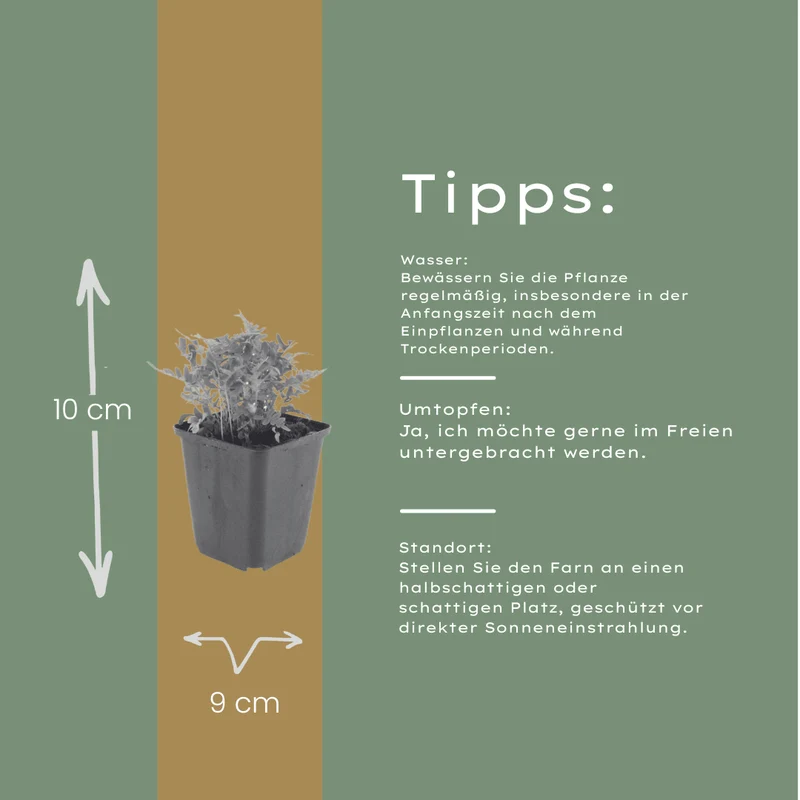 6x Tüpfelfarn kaufen – Polypodium vulgare - Höhe 10-25 cm - Ø 9 cm