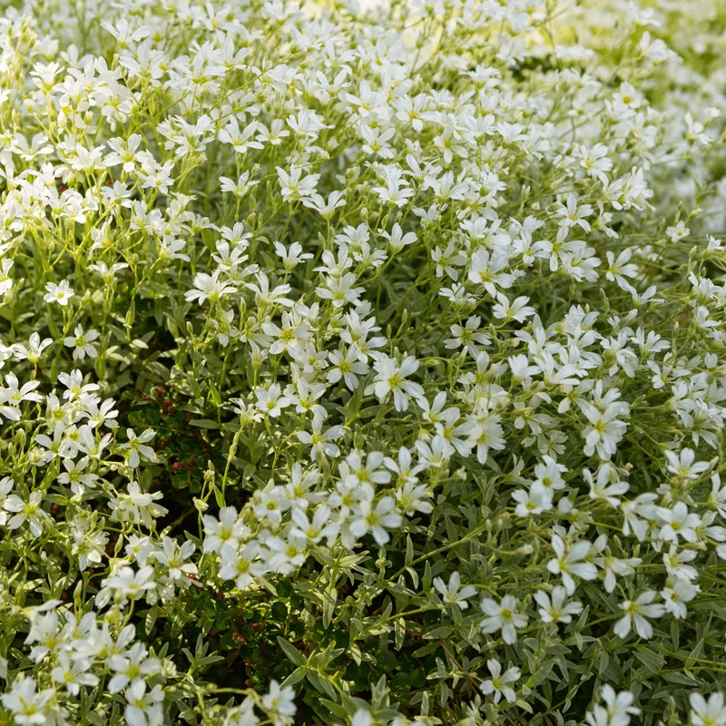 6x Filziges Hornkraut kaufen – Cerastium tomentosum | Polsterstaude, Höhe 10–25 cm