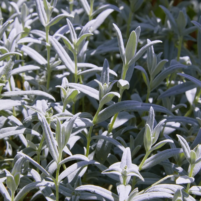 6x Filziges Hornkraut kaufen – Cerastium tomentosum | Polsterstaude, Höhe 10–25 cm