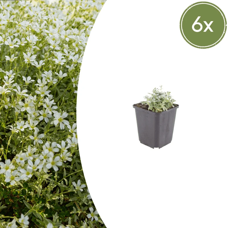 6x Filziges Hornkraut kaufen – Cerastium tomentosum | Polsterstaude, Höhe 10–25 cm