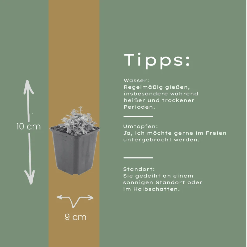 6x Filziges Hornkraut kaufen – Cerastium tomentosum | Polsterstaude, Höhe 10–25 cm