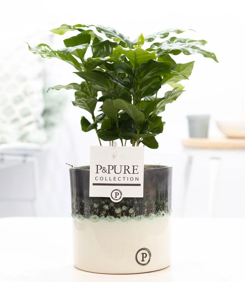 Coffea Arabica in P&PURE Illusion Ceramics - Ø 12 cm - Höhe 20 cm