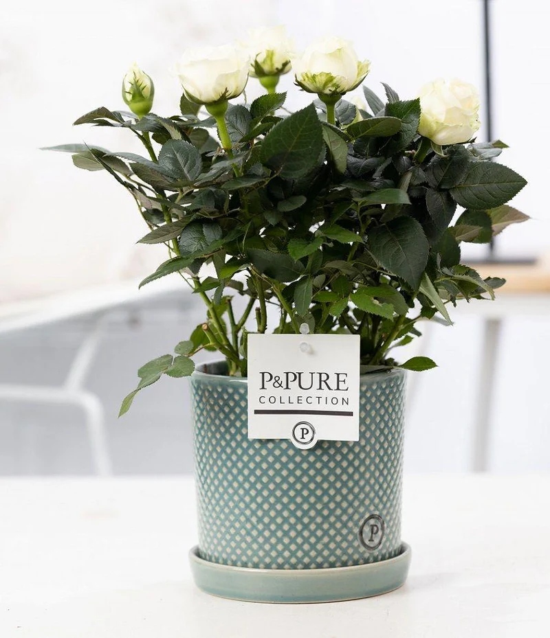 Rosa White in P&PURE Lauren Ceramics - Ø 12 cm - Höhe 30 cm