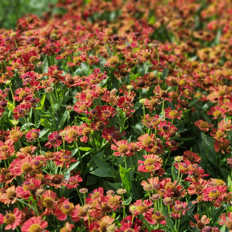 6x Sonnenbraut kaufen – Helenium ‘Moerheim Beauty’ - Höhe 10-25 cm - Ø 9 cm