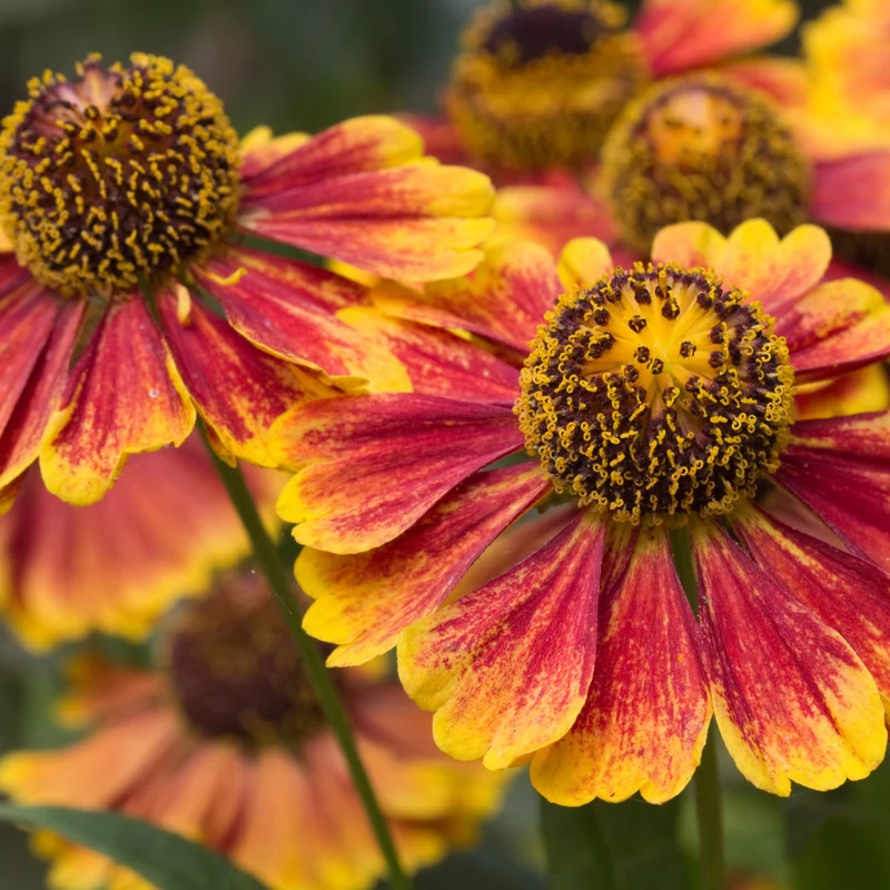 6x Sonnenbraut kaufen – Helenium ‘Moerheim Beauty’ - Höhe 10-25 cm - Ø 9 cm