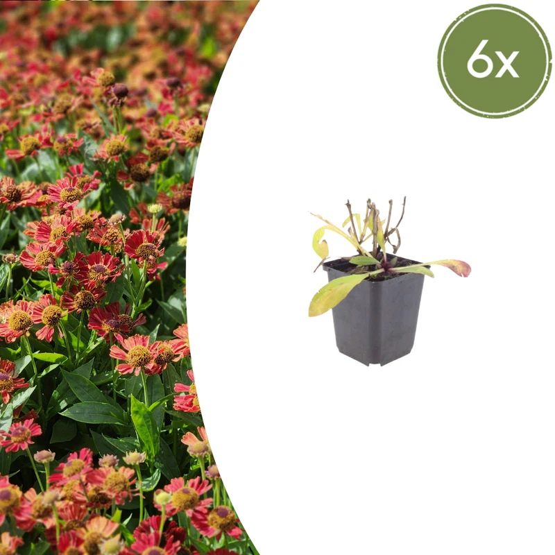 6x Sonnenbraut kaufen – Helenium ‘Moerheim Beauty’ - Höhe 10-25 cm - Ø 9 cm