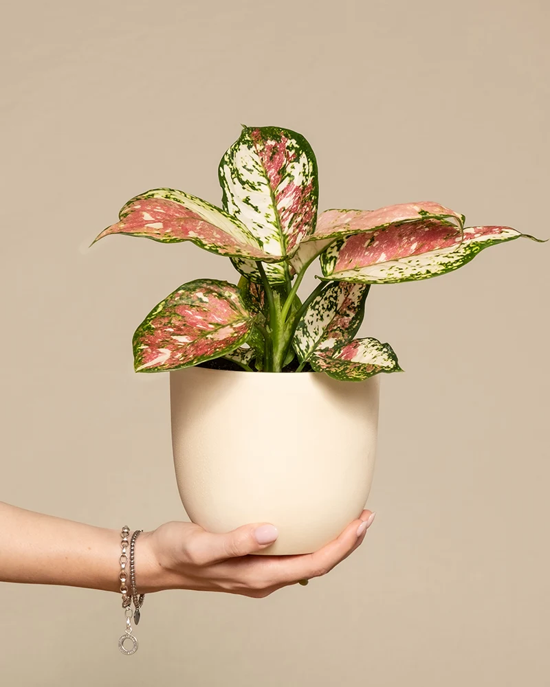 Aglaonema Jazzy Red