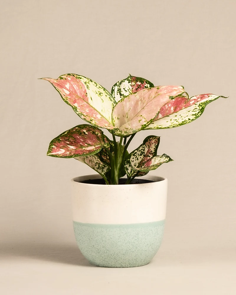 Aglaonema Jazzy Red