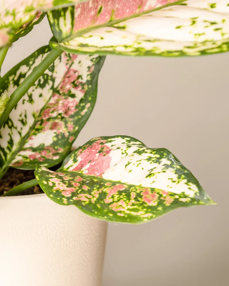 Aglaonema Jazzy Red
