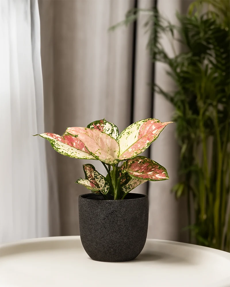 Aglaonema Jazzy Red