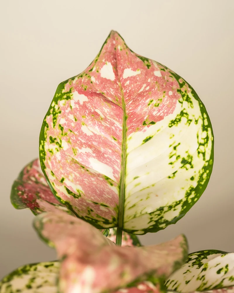 Aglaonema Jazzy Red