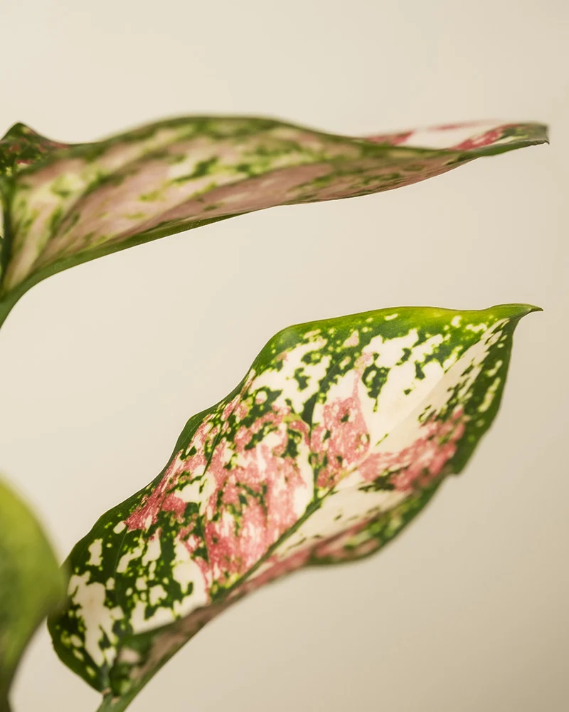 Aglaonema Jazzy Red