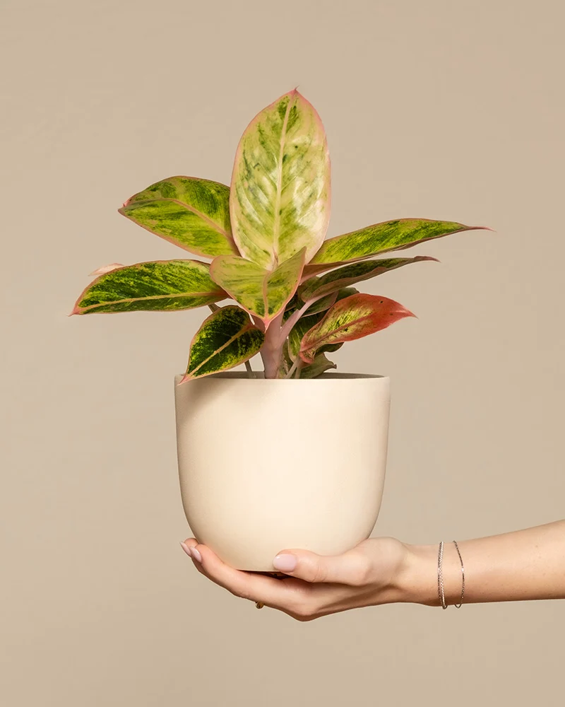 Aglaonema Salmon Fantasy
