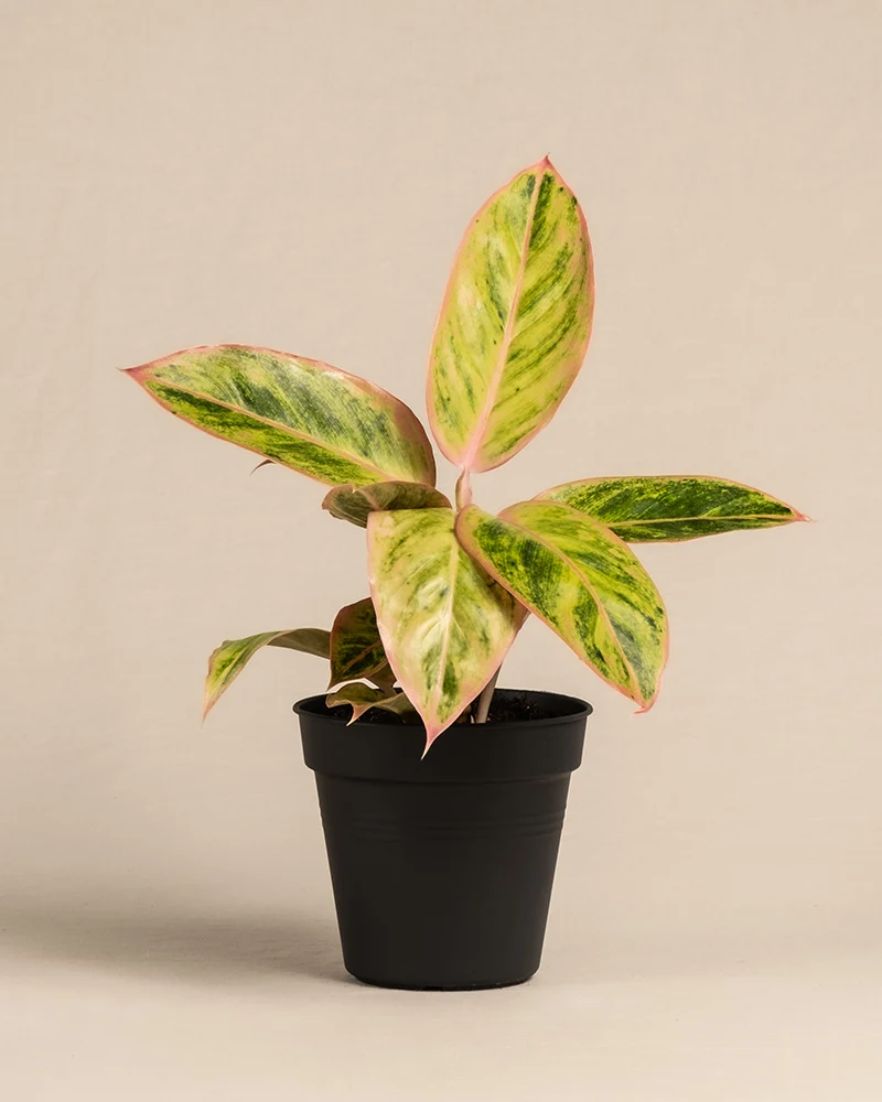 Aglaonema Salmon Fantasy