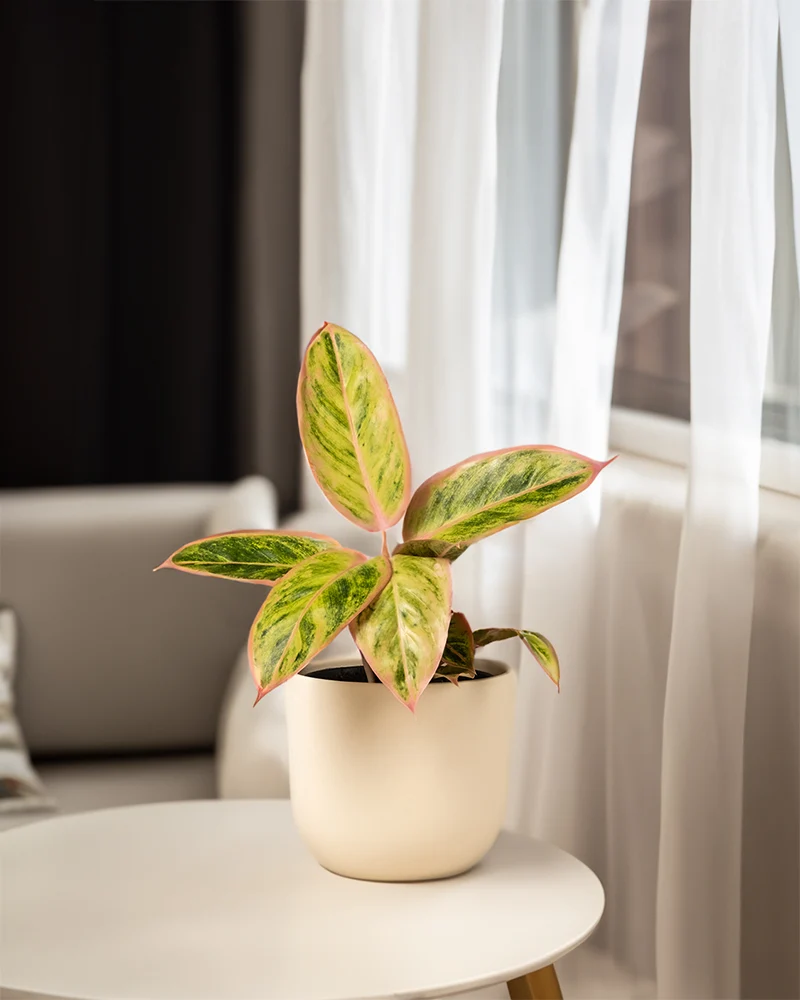 Aglaonema Salmon Fantasy