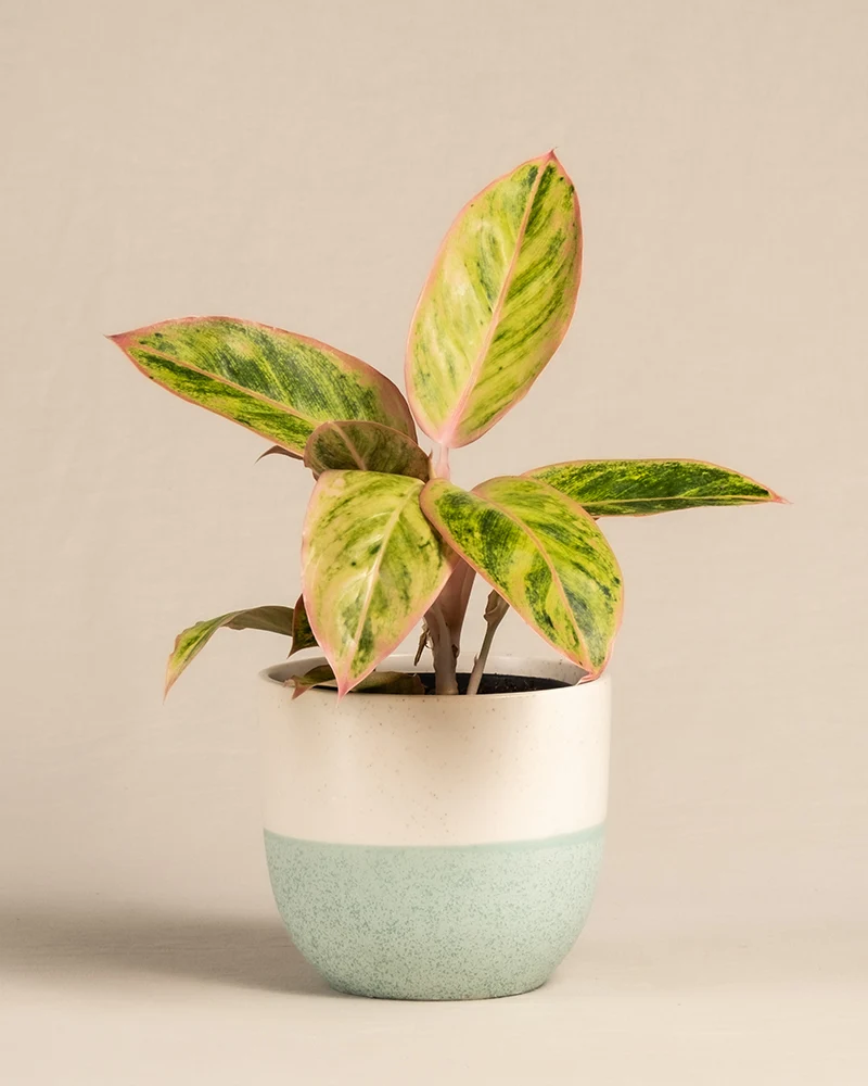 Aglaonema Salmon Fantasy