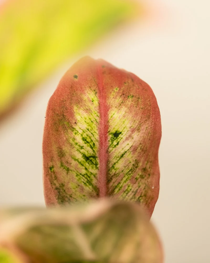 Aglaonema Salmon Fantasy