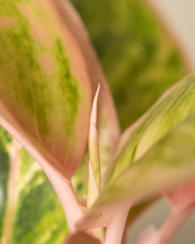 Aglaonema Salmon Fantasy