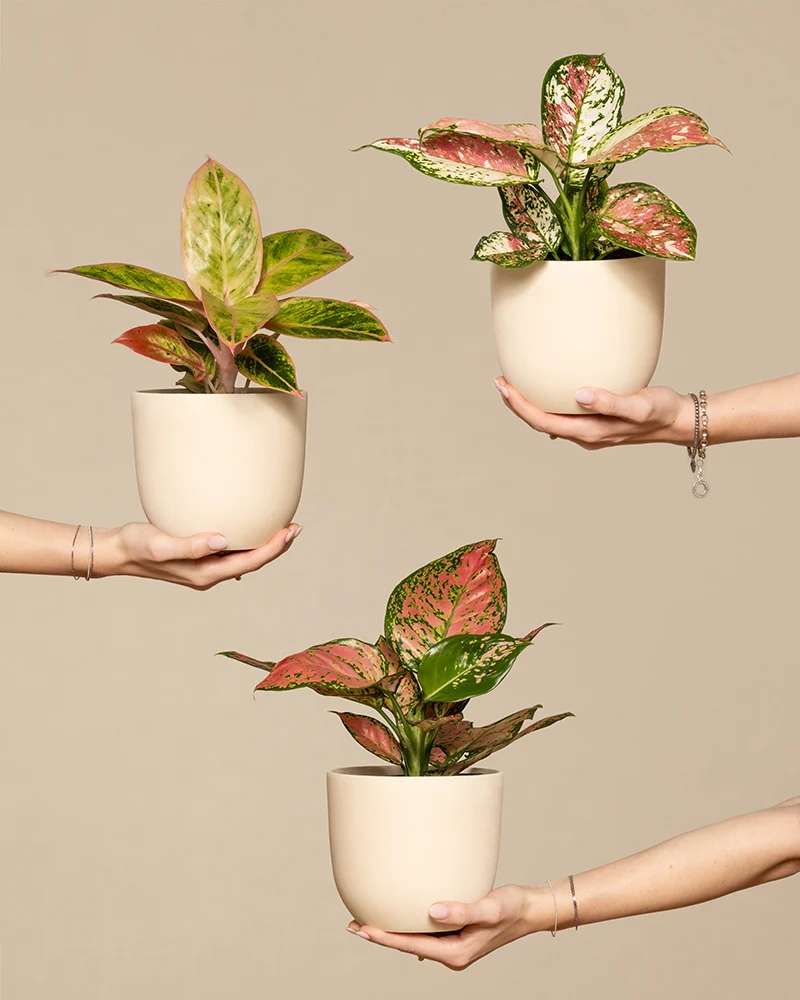 Buntes Aglaonema-Trio