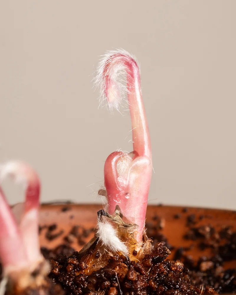 Glücksklee