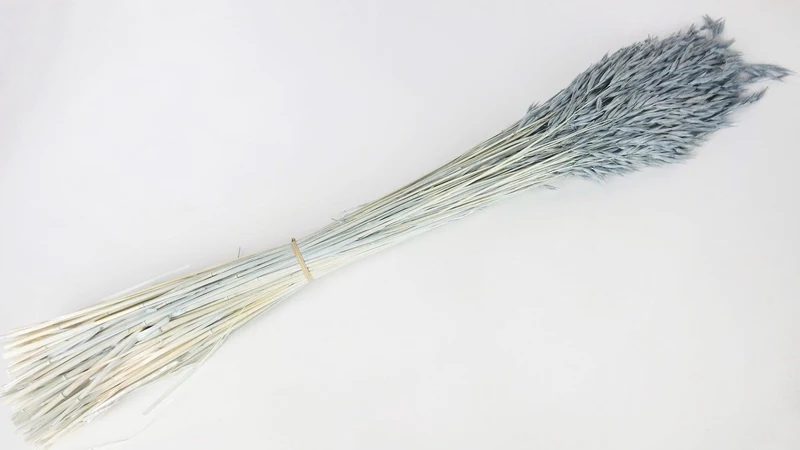 Hafer getrocknet - 1 Bund - Blaugrau