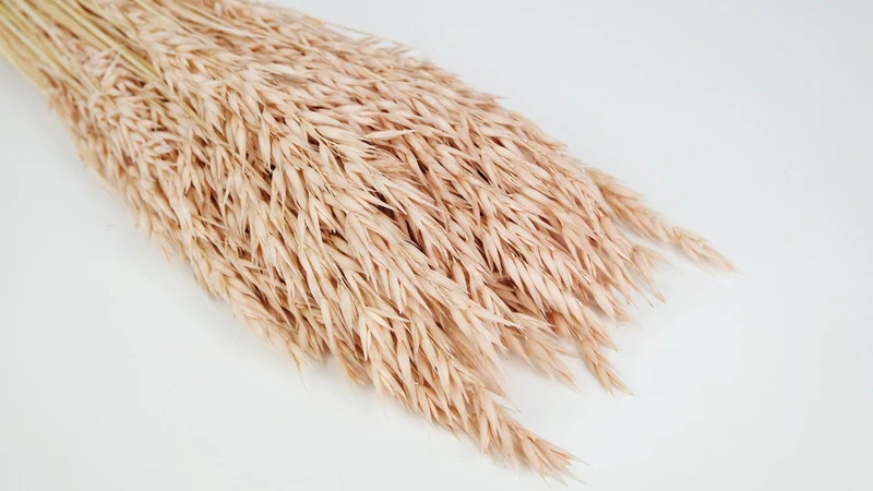 Hafer getrocknet - 1 Bund - Nude