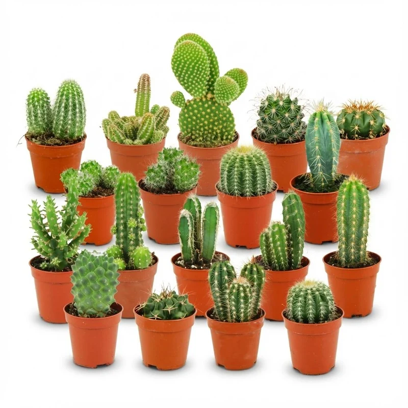 Mini Kakteen Set - 18 Stück - Ø 5.5 cm - Höhe: 5-10 cm