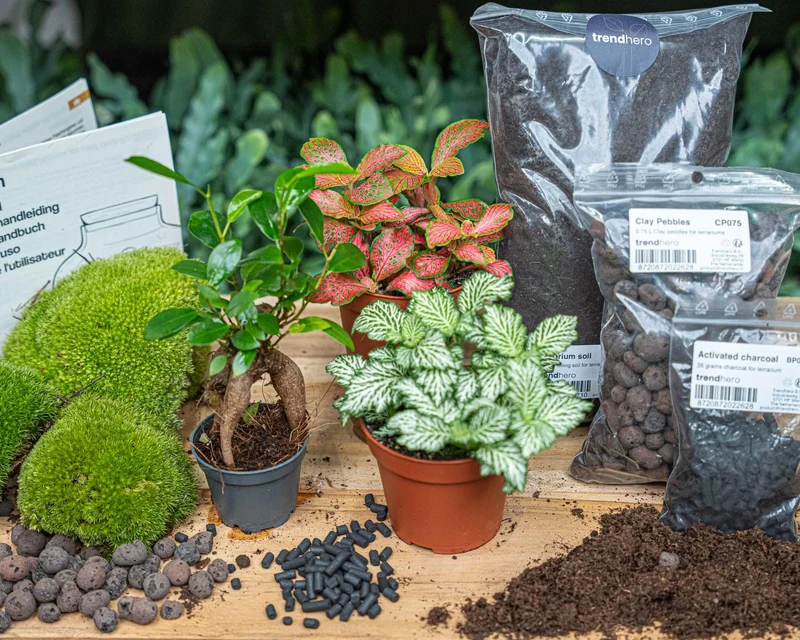 Nachfüllpackung für Pflanzenterrarien & Starterset für Ficus Ginseng Bonsai