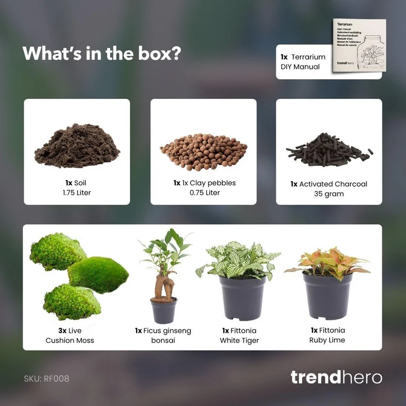 Nachfüllpackung für Pflanzenterrarien & Starterset für Ficus Ginseng Bonsai