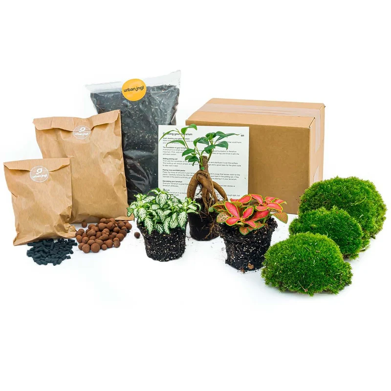 Nachfüllpackung für Pflanzenterrarien & Starterset für Ficus Ginseng Bonsai