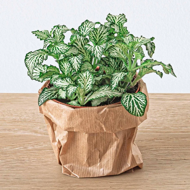 Nachfüllpackung für Pflanzenterrarien & Starterset für Ficus Ginseng Bonsai
