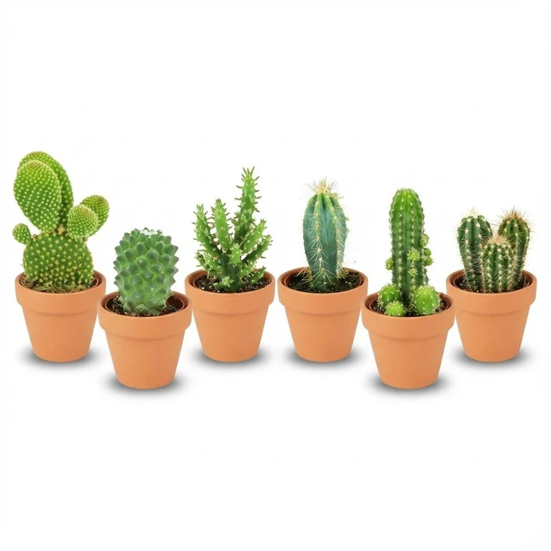 Mini Kakteen Mix - 6 Stück - Ø 8,1 cm - Höhe: 5-10 cm - Terrakottatöpfe