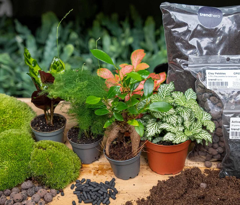 Nachfüllpackung für Pflanzenterrarien & Starterset mit 5 Pflanzen