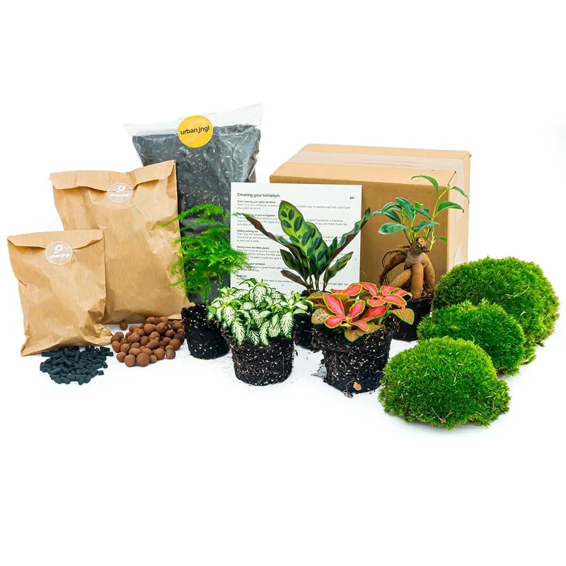 Nachfüllpackung für Pflanzenterrarien & Starterset mit 5 Pflanzen
