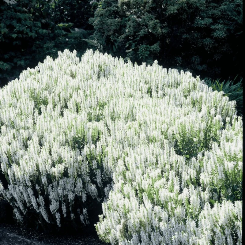 6x Steppensalbei kaufen – Salvia n. ‘Schneehügel’ - Höhe 10-25 cm - Ø 9 cm