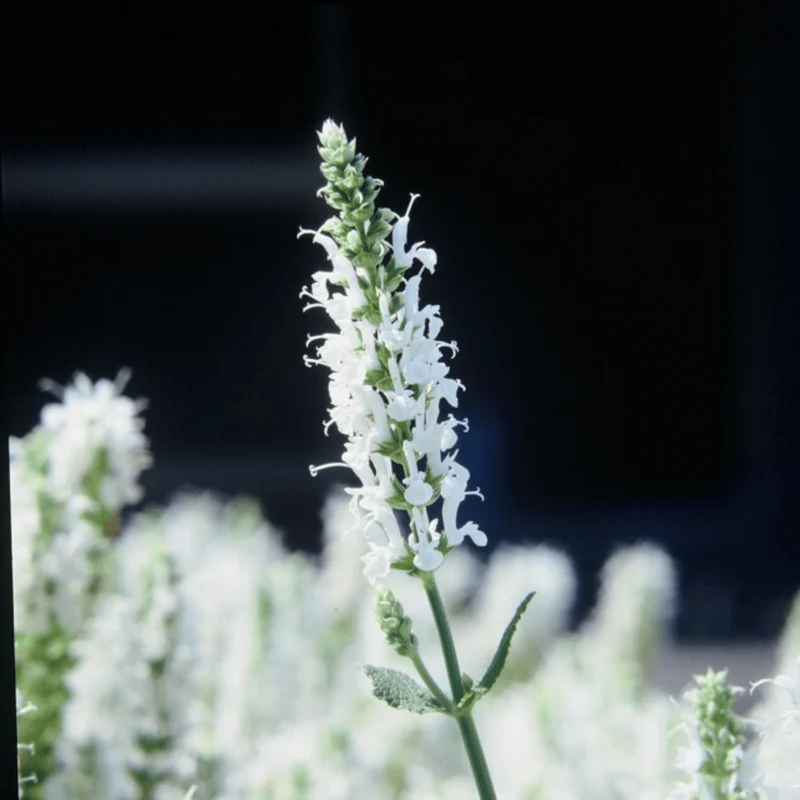 6x Steppensalbei kaufen – Salvia n. ‘Schneehügel’ - Höhe 10-25 cm - Ø 9 cm