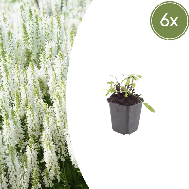 6x Steppensalbei kaufen – Salvia n. ‘Schneehügel’ - Höhe 10-25 cm - Ø 9 cm