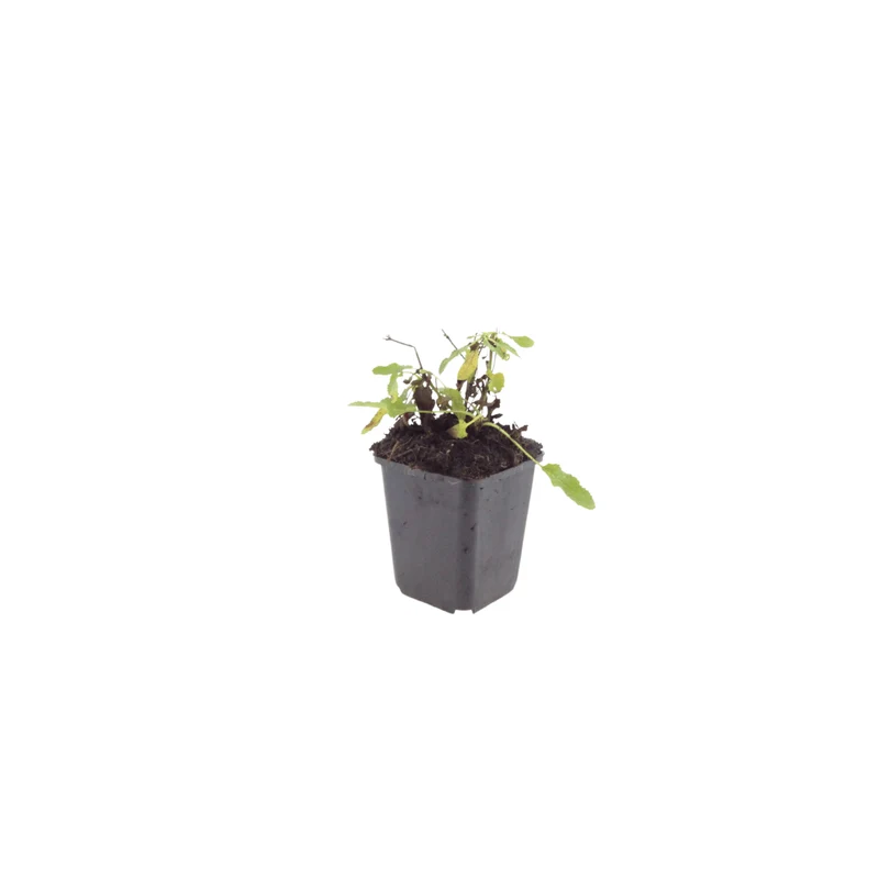 6x Steppensalbei kaufen – Salvia n. ‘Schneehügel’ - Höhe 10-25 cm - Ø 9 cm
