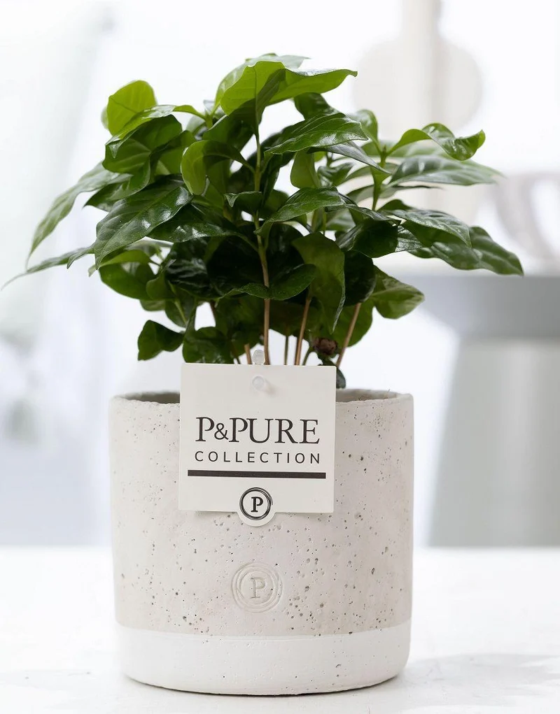 Coffea Arabica in P&PURE Jade Ceramics - Ø 12 cm - Höhe 20 cm