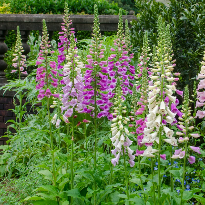 6x Fingerhut kaufen – Digitalis purpurea - Höhe 10-25 cm - Ø 9 cm