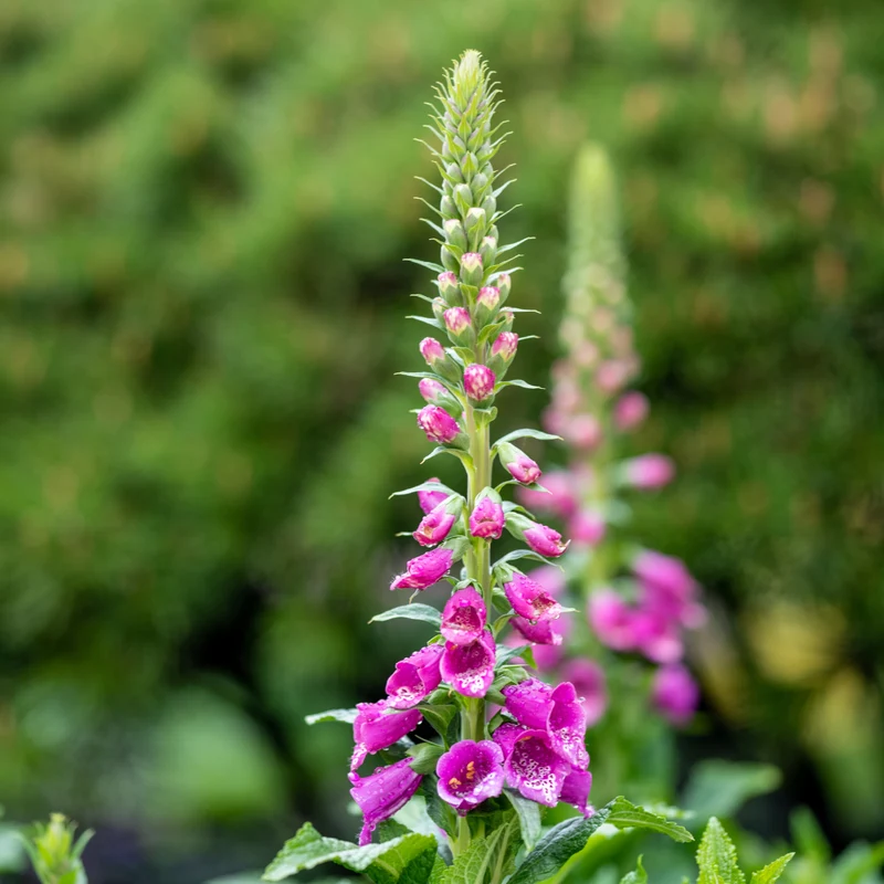 6x Fingerhut kaufen – Digitalis purpurea - Höhe 10-25 cm - Ø 9 cm