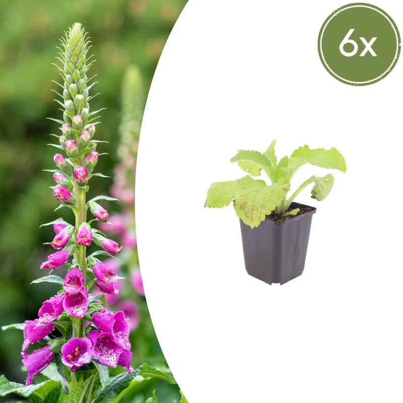 6x Fingerhut kaufen – Digitalis purpurea - Höhe 10-25 cm - Ø 9 cm