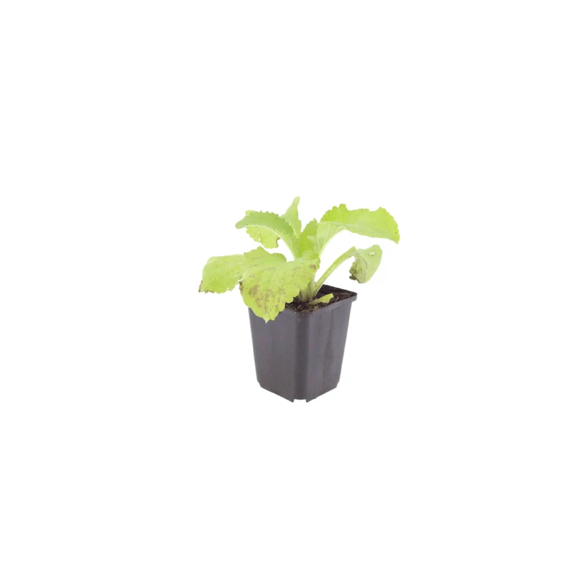 6x Fingerhut kaufen – Digitalis purpurea - Höhe 10-25 cm - Ø 9 cm
