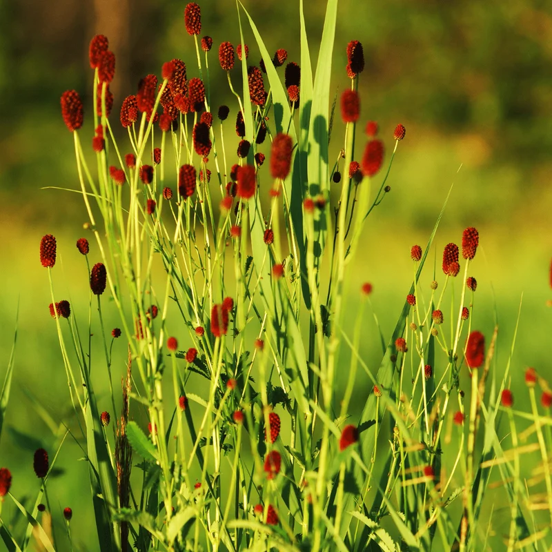 6x Wiesenknopf 'Tanna' kaufen – Sanguisorba officinalis | Naturnahe Staude, Höhe 10–25 cm