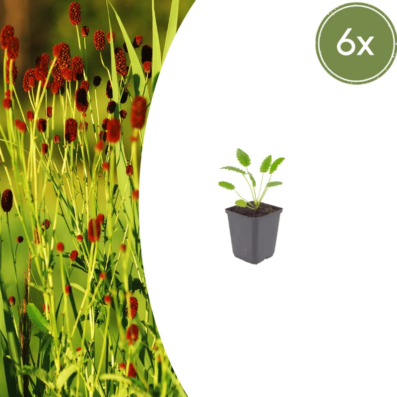 6x Wiesenknopf 'Tanna' kaufen – Sanguisorba officinalis | Naturnahe Staude, Höhe 10–25 cm
